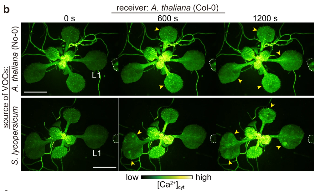 Ученые впервые показали, как общаются растения (видео)